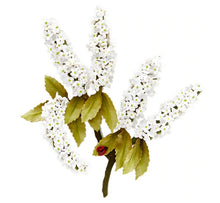 Cargar imagen en el visor de la galería, Spellbinders-Die Set-Susan Tierney-Spirea (Bridal Wreath) - Design Creative Bling
